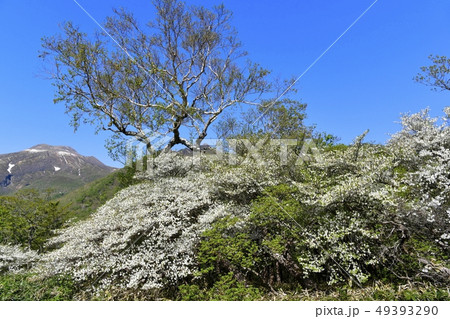 那須ハンターマウンテンロープウェイ山頂駅周辺の花咲くシロヤシオ群生地 49393290