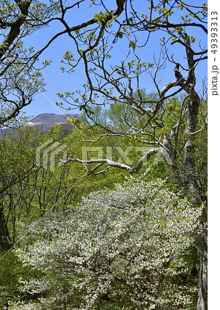 那須ハンターマウンテンロープウェイ山頂駅周辺の花咲くシロヤシオ群生地 49393313