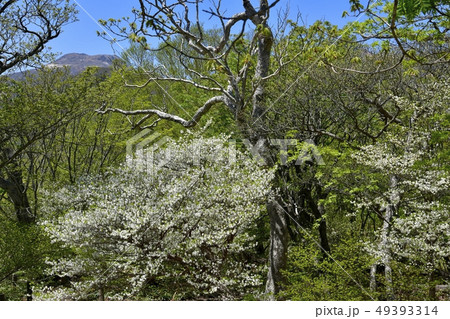 那須ハンターマウンテンロープウェイ山頂駅周辺の花咲くシロヤシオ群生地 49393314