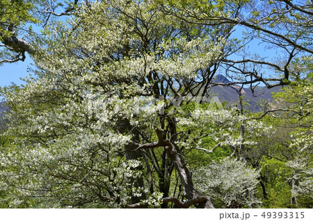 那須ハンターマウンテンロープウェイ山頂駅周辺の花咲くシロヤシオ群生地 49393315