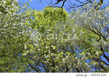 那須ハンターマウンテンロープウェイ山頂駅周辺の花咲くシロヤシオ群生地 那須ハンターマウンテンロープウェイ山頂駅周辺の花咲くシロヤシオ群生地 49393320