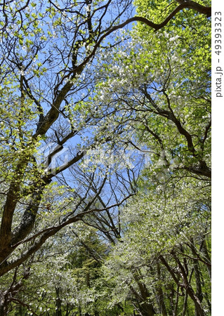 那須ハンターマウンテンロープウェイ山頂駅周辺の花咲くシロヤシオ群生地 49393323