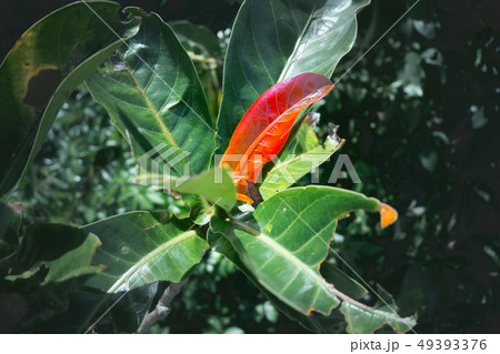 young red leaves of mangroves in perfect swamp 49393376