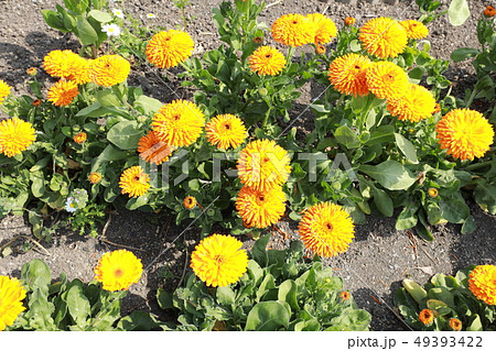 キンセンカ 49393422