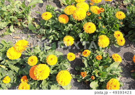 キンセンカ 49393423