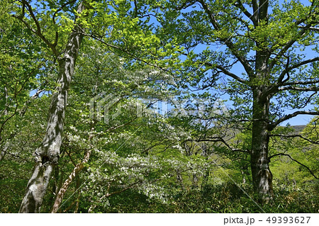 那須連峰中ノ大倉尾根登山道の花咲くシロヤシオの木 49393627
