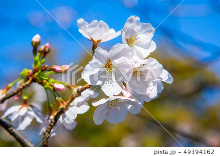 桜 さくら サクラ 49394162