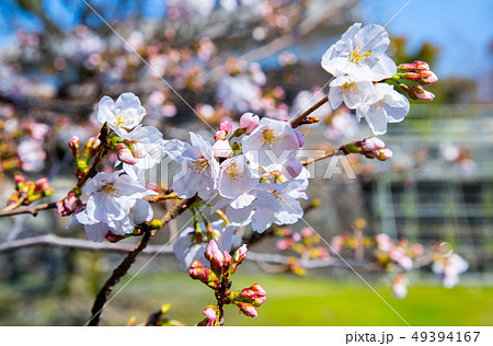 桜 さくら サクラ 49394167