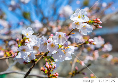 アジア人 アジアン アジア風 49394175