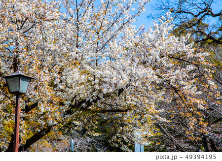 アジア人 アジアン アジア風 49394195