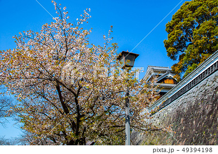熊本 くまもと 桜 49394198