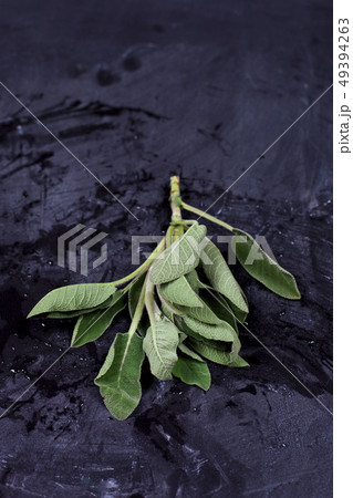 Fresh green sage branch. Fresh green sage branch. 49394263
