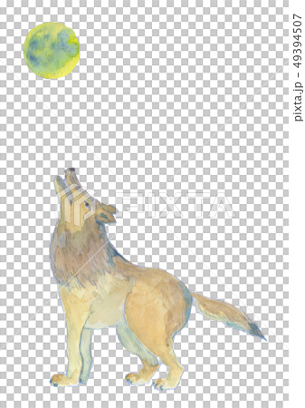 おおかみ　水彩 49394507