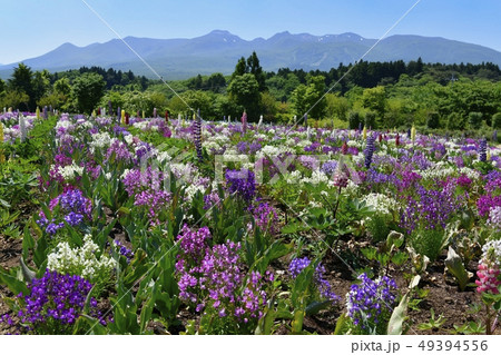 那須フラワーワールドのリナリアの花畑と那須連峰 那須フラワーワールドのリナリアの花畑と那須連峰 49394556