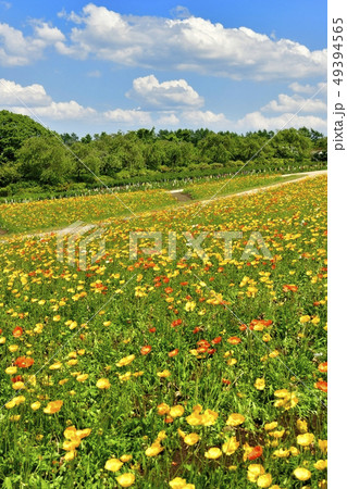 那須フラワーワールドのポピーの花畑 那須フラワーワールドのポピーの花畑 49394565