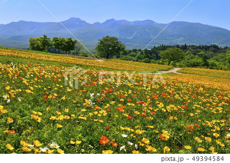 那須フラワーワールドのポピーの花畑と那須連峰の写真素材