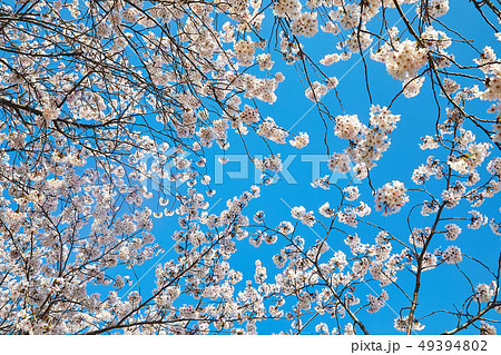 桜 花 春 49394802
