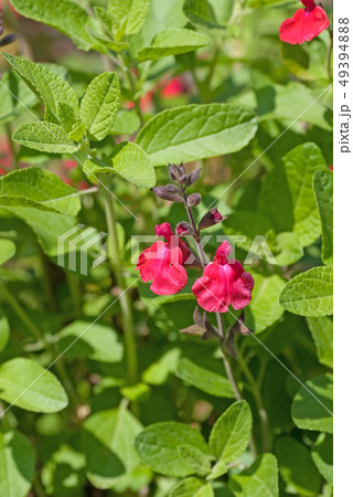 ハーブ、チェリーセージの花　 49394888