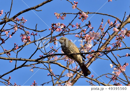 春待つヒヨドリ 49395560