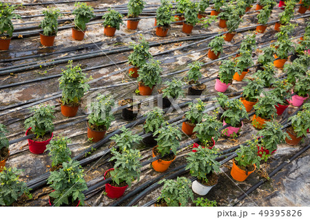 Growing tomatoes in greenhouse Growing tomatoes in greenhouse 49395826