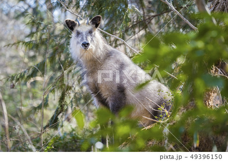 青葉山に生息するニホンカモシカ010 49396150