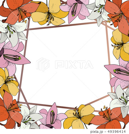 Vector Lily botanical flower. Wild spring leaf wildflower isolated. Engraved ink art. Frame border Vector Lily botanical flower. Wild spring leaf wildflower isolated. Engraved ink art. Frame border 49396414