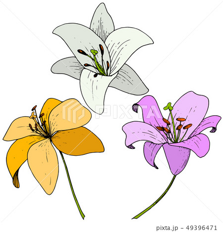 Vector Lily floral botanical flower. Engraved ink art on white background. Isolated lilium 49396471