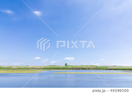 春の渡良瀬遊水地　第１調節池 49396500