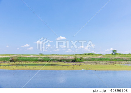 春の渡良瀬遊水地　第１調節池 49396503