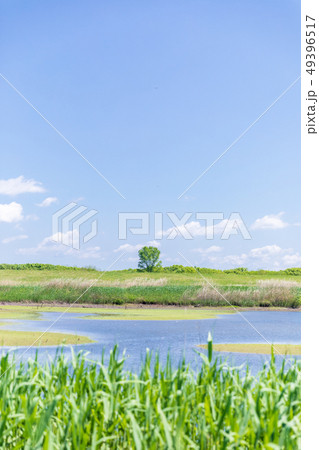 春の渡良瀬遊水地　第１調節池 49396517