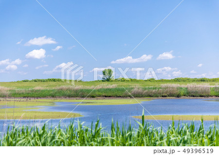 春の渡良瀬遊水地　第１調節池 49396519