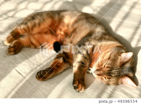 猫の昼寝 49396554