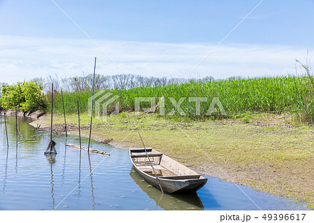 春の渡良瀬遊水地　第１調節池 49396617