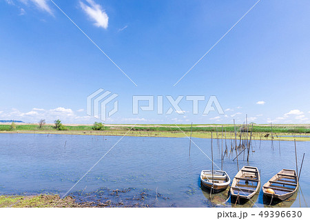 春の渡良瀬遊水地　第１調節池 49396630