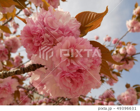八重桜 「関山」 Sakura Cherry Blossom 「Sekiyama」「kanzan」 八重桜 「関山」 Sakura Cherry Blossom 「Sekiyama」「kanzan」 49396631