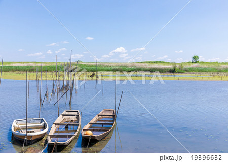 春の渡良瀬遊水地　第１調節池 49396632