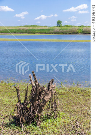 春渡良瀬遊水地　第１調節池　朽ちた木 49396741