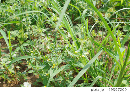 雑草 49397209