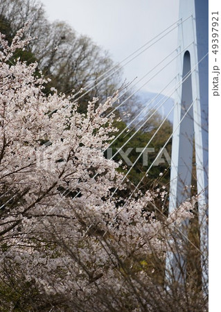 下部温泉のメロディーブリッジと桜 下部温泉のメロディーブリッジと桜 49397921