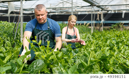 Man with woman controlling growing of Malabar spinach Man with woman controlling growing of Malabar spinach 49398151