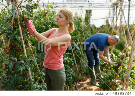 Serious couple of gardeners working with tomatoes seedlings 49398734