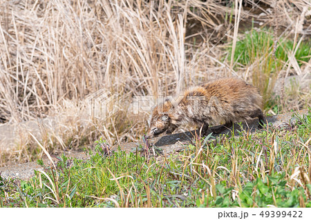 疥癬病の野生のたぬきの写真素材