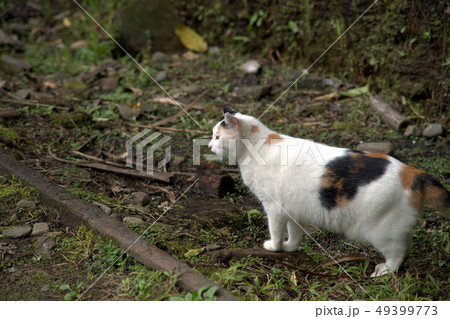 猫 ねこ ネコ 49399773