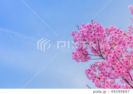 新横浜公園の桜 49399897