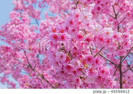 新横浜公園の桜 49399912