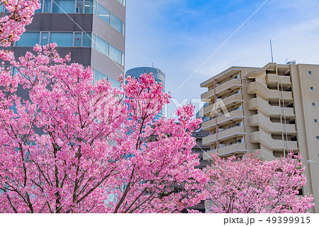 新横浜公園の桜 49399915