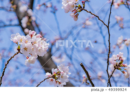 新横浜公園の桜 49399924