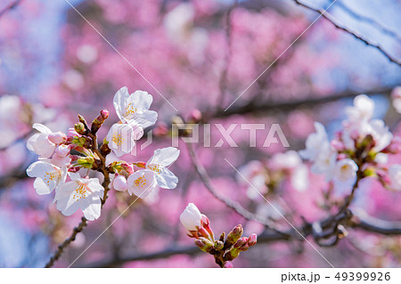 新横浜公園の桜 49399926