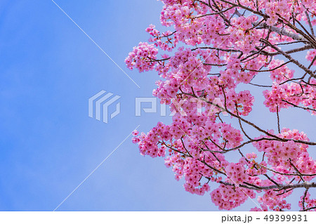 新横浜公園の桜 49399931