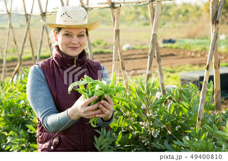 Woman harvesting broad beans Woman harvesting broad beans 49400810